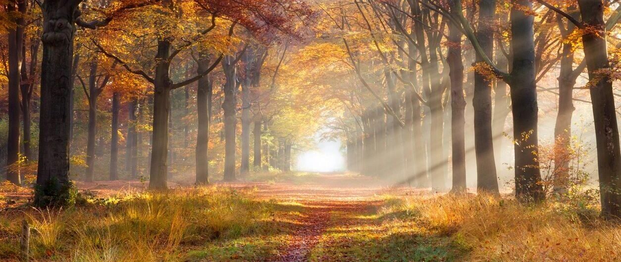 A path through the trees in autumn with sunlight coming from behind.